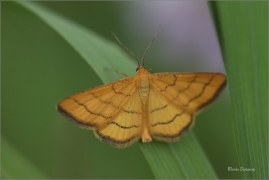 <p>ŽLUTOKŘÍDLEC ZLATOŽLUTÝ (Idaea aureolaria) jižní Morava --- /Goldgelber Magerrasen-Zwergspanner/</p>